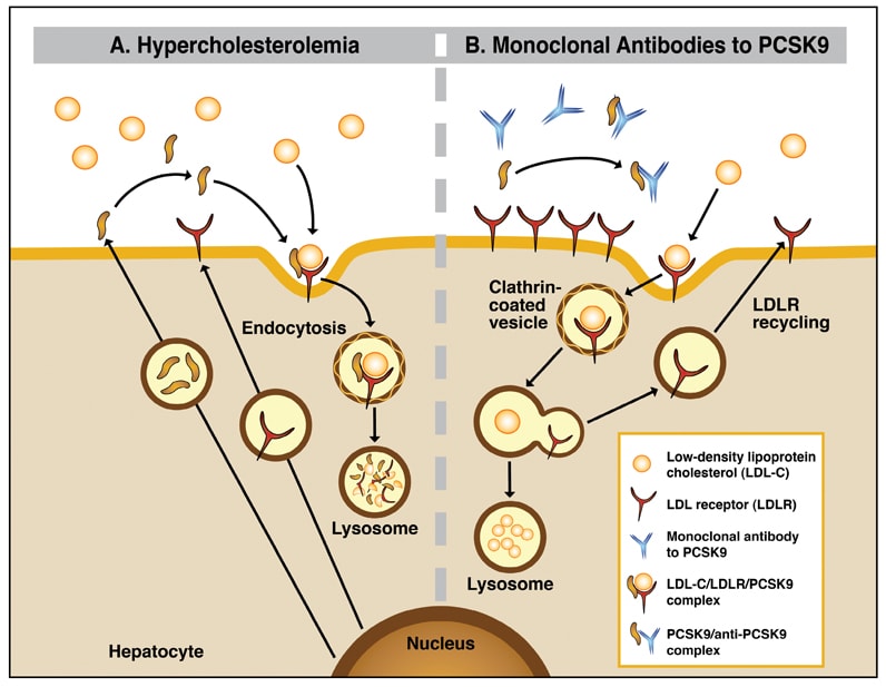 Hypercholesterolemia and monoclonal antibodies to PCSK9