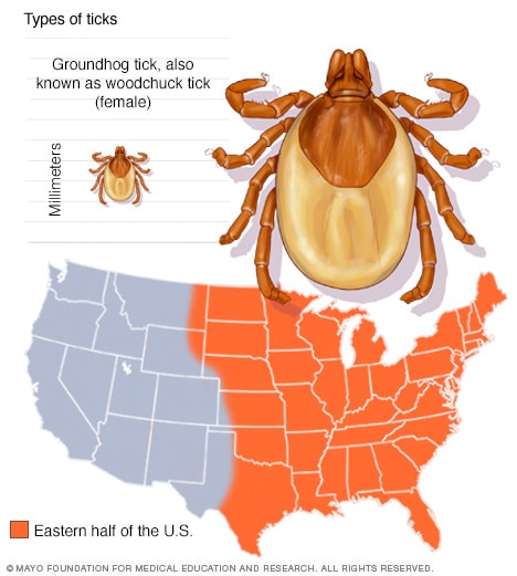 Slideshow: Guide to different tick species and the diseases they carry ...