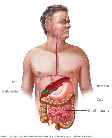 الجهاز الهضمي في جسم الإنسان