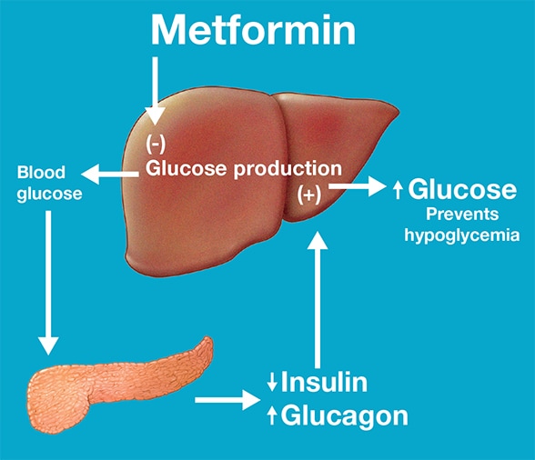 metformin weight loss
