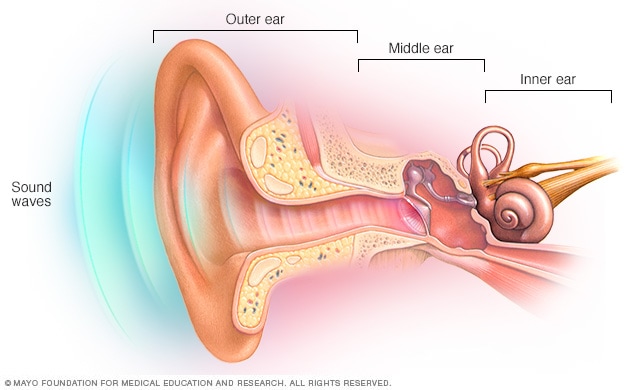 الأذن الخارجية والأذن الوسطى والأذن الداخلية