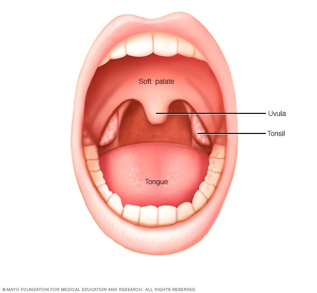 R7 Normal Tonsils 8col 