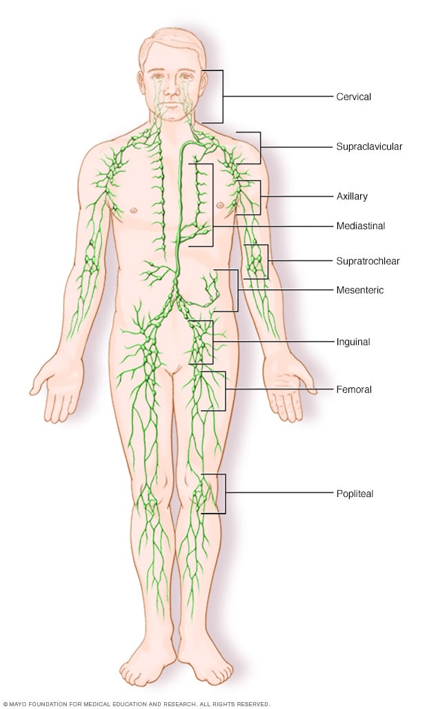 Inguinal Lymph Node: Location & Function
