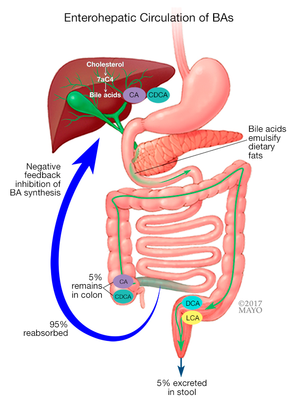 Normal enterohepatic circulation of bile acids
