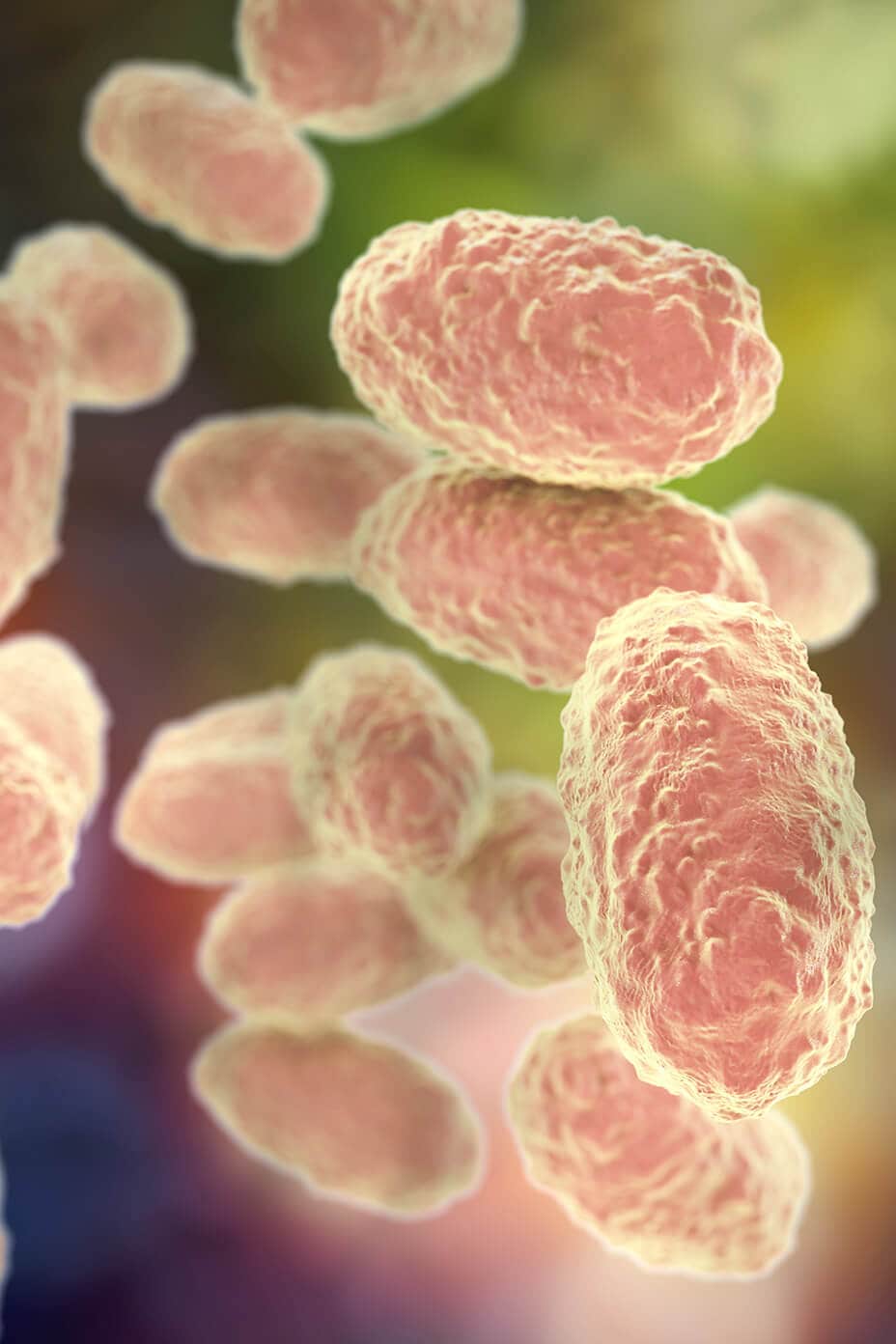 La bacteria que causa la tos ferina