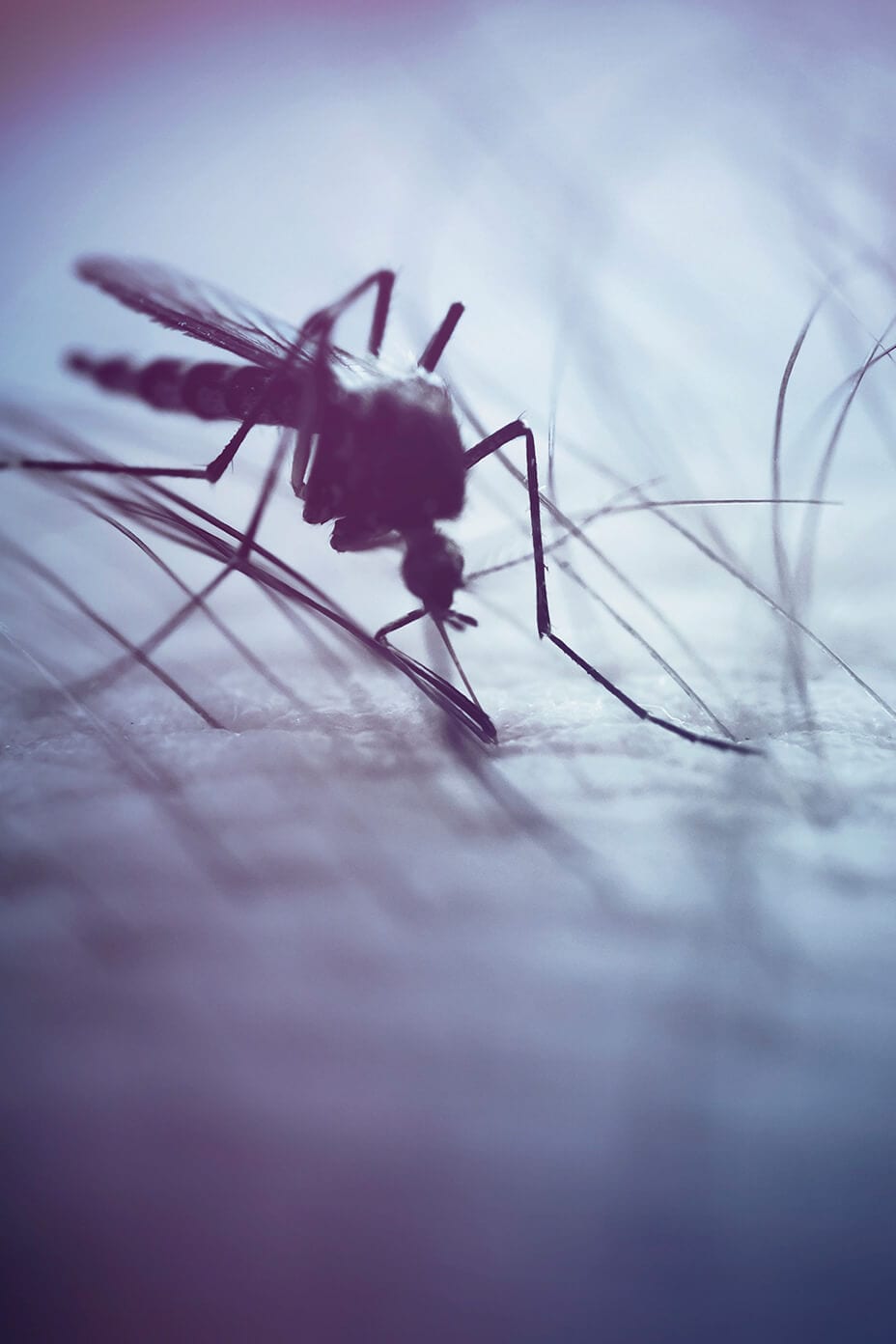 Un mosquito pica la piel de una persona