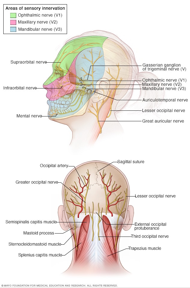 mandibular nerve sensory
