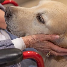 Un perro del programa Caring Canines (Terapia asistida con caninos) recibe asistencia.