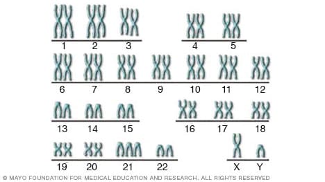 عدد الكروموسومات في الانسان