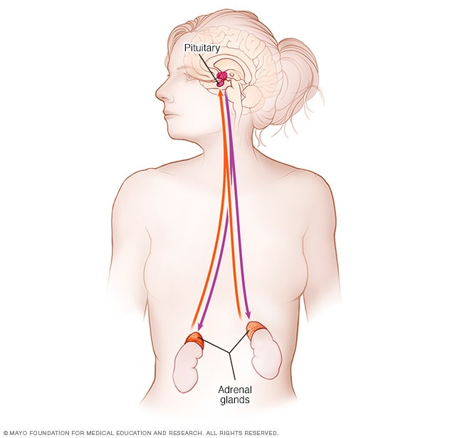 جهاز الغدد الصماء الكظرية Mayo Clinic مايو كلينك