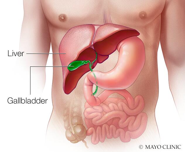 liver location in body